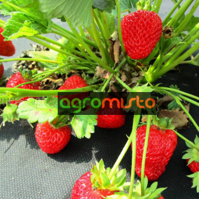 Клубника Тэльма (ОКС)