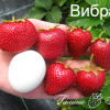 Клубника Вибрант (ОКС)