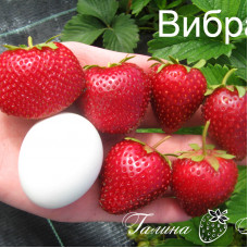 Клубника Вибрант (ОКС)
