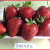 Клубника Вивара (ОКС)