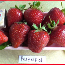 Клубника Вивара (ОКС)