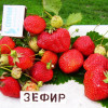 Клубника Зефир (ОКС)