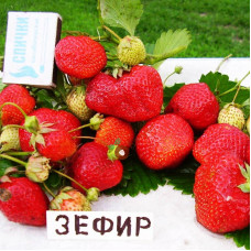 Клубника Зефир (ОКС)