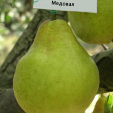 Колоновидная Груша Медовая (Двухлетний, ОКС) 
