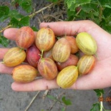 Крыжовник Челябинский Розовый