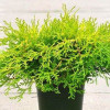 Кипарис Японський Chamaecyparis obtusa Kamarachiba (c2)