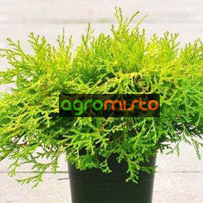 Кипарис Японський Chamaecyparis obtusa Kamarachiba (c2)