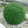Туя західна Thuja occidentalis Teddy (C2)