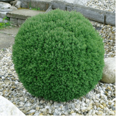 Туя західна Thuja occidentalis Teddy (C2)