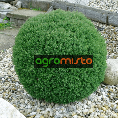 Туя західна Thuja occidentalis Teddy (C2)