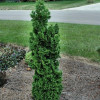 Туя західна Thuja occidentalis Zmatlik (C2)