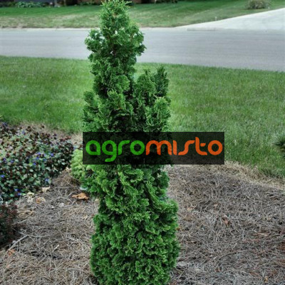 Туя західна Thuja occidentalis Zmatlik (C2)
