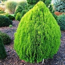 Туя східна Thuja orientalis Aurea Nana (C2) Туя східна Thuja orientalis Aurea Nana (C2)