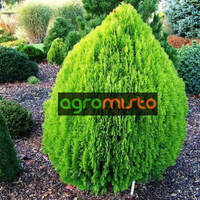 Туя східна Thuja orientalis Aurea Nana (C2)