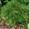Туя велика Thuja plicata Whipcord (C2)