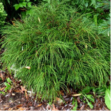 Туя велика Thuja plicata Whipcord (C2)