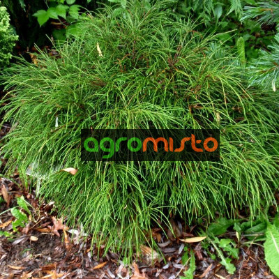 Туя велика Thuja plicata Whipcord (C2)
