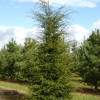 Тсуга Tsuga canadensis (C3)