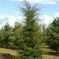 Тсуга Tsuga canadensis (C3) Тсуга Tsuga canadensis (C3)