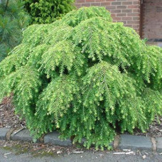 Тсуга Tsuga canadensis Jeddeloh (C2)
