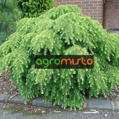 Тсуга Tsuga canadensis Jeddeloh (C2)