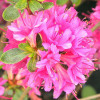 Азалія рожева Azalea japonica Amoena (C2)