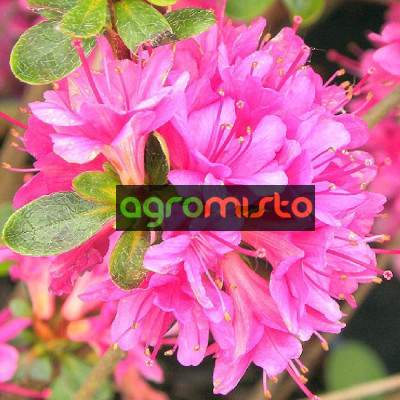 Азалія рожева Azalea japonica Amoena (C2)