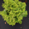 Кипарис Японський Chamaecyparis obtusa Lucas (C2)