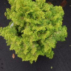Кипарис Японський Chamaecyparis obtusa Lucas (C2)