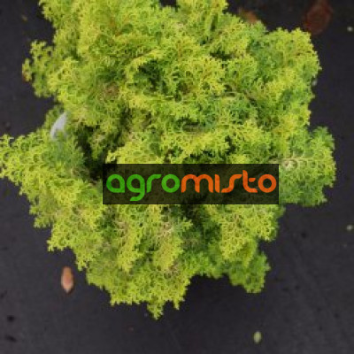 Кипарис Японський Chamaecyparis obtusa Lucas (C2)