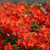 Азалія оранжево червона Azalea japonica Geisha Orange (Stachiko) (C2)