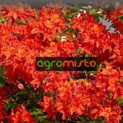 Азалія оранжево червона Azalea japonica Geisha Orange (Stachiko) (C2)