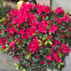 Азалія темнорожева Azalea japonica Geisha Red (Momoko) (C2)