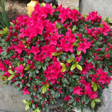 Азалія темнорожева Azalea japonica Geisha Red (Momoko) (C2) Азалія темнорожева Azalea japonica Geisha Red (Momoko) (C2)