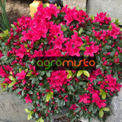 Азалія темнорожева Azalea japonica Geisha Red (Momoko) (C2)