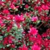 Азалія червона Azalea japonica Hino Crimson (C2)