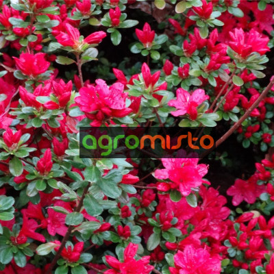 Азалія червона Azalea japonica Hino Crimson (C2)