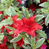 Азаліяь червона Azalea japonica Hot Shot Variegata (C2)