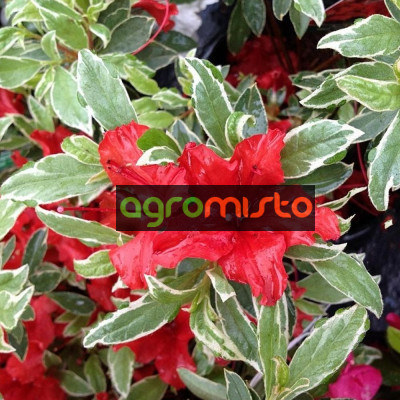 Азаліяь червона Azalea japonica Hot Shot Variegata (C2)