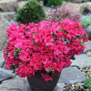 Азалія темночервона Azalea japonica Maruschka (C2)
