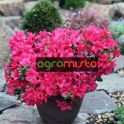 Азалія темночервона Azalea japonica Maruschka (C2)