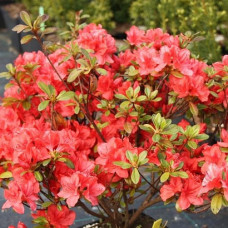 Азалія червона Azalea japonica Signalgluhen (C2) Азалія червона Azalea japonica Signalgluhen (C2)