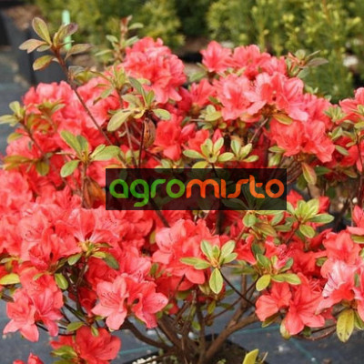Азалія червона Azalea japonica Signalgluhen (C2)