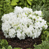 Азалія біла Azalea japonica Pleasant White (C2)