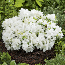 Азалія біла Azalea japonica Pleasant White (C2) Азалія біла Azalea japonica Pleasant White (C2)