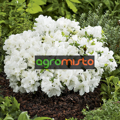 Азалія біла Azalea japonica Pleasant White (C2)