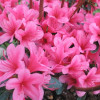 Азалія біла Azalea japonica Silvester (C2)