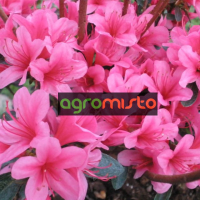 Азалія біла Azalea japonica Silvester (C2)