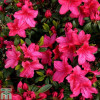 Азалія яскраво червона Azalea japonica Vuyks Scarlet (C2)