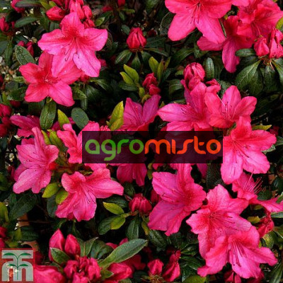 Азалія яскраво червона Azalea japonica Vuyks Scarlet (C2)